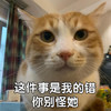 萌宠 猫星人 这件事是我的错 你别怪他 呆萌 可爱
