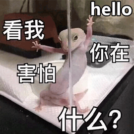 看我 hello 害怕 什么