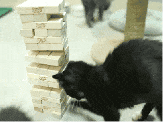 猫咪 聪明 玩耍 可爱