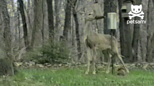 鹿 deer 懵逼 惊吓 撞