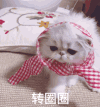 萌宠 可爱 逗 猫星人 搞笑 表情包