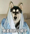 狗狗 搞笑 斗图 裹紧我的小被子 可爱