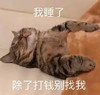 萌宠 猫星人 我睡了 除了打钱别找我 呆萌 可爱