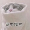 萌宠 喵星人 暗中观察 偷看 呆萌 搞怪