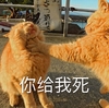 萌宠 猫星人 你给我死 生气 别惹我 搞怪 逗