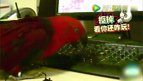 鹦鹉 可爱 萌宠 键盘