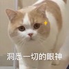 萌宠 猫星人 洞悉一切的眼神 我懂了 呆萌 可爱