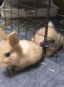 兔子 笼子 胖胖 可爱的动物
