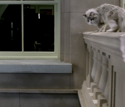 萌宠 可爱 厉害 搞笑动物