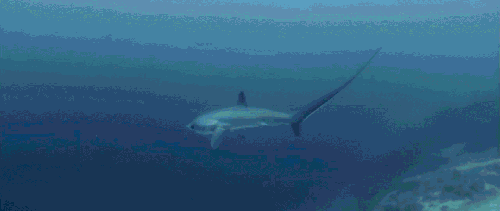 鲨鱼 动物 捕食 科普 纪录片 长尾鲨 鲨鱼