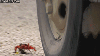 螃蟹 crab 轮胎 危险
