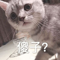 傻子 猫 蒙圈 可爱 呆萌