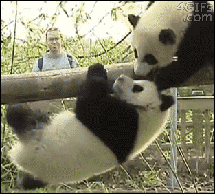 熊猫 panda