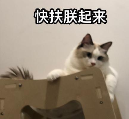 萌宠 猫咪 可爱 喵星人 文字表情包