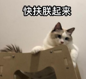 萌宠 猫咪 可爱 喵星人 文字表情包