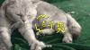 猫咪 可爱 萌宠 老子爽