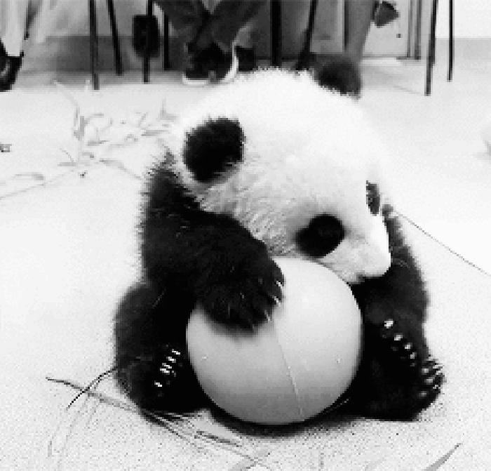 熊猫 抬头 抱住 球