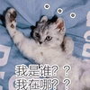 我是谁 我在哪 猫 可爱 呆萌