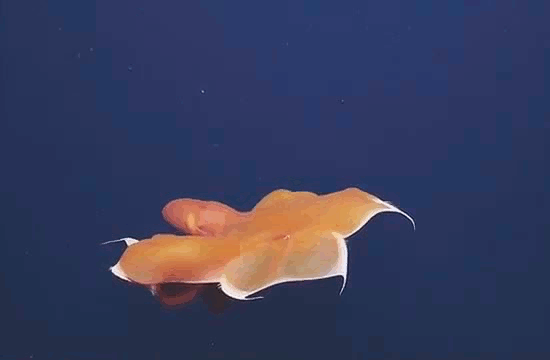 头足类 动物 深海 怪物 章鱼 软体动物