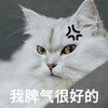 萌宠 猫星人 我脾气很好的 生气 呆萌 可爱