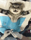萌宠 猫咪 做手术 绝望