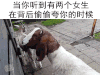 小牛 小羊 地砖 绿草