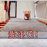 萌宠 狗 我来也 爬楼梯 高兴