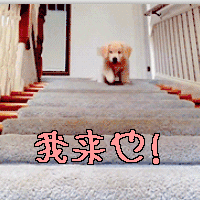 萌宠 狗 我来也 爬楼梯 高兴