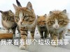 萌宠 猫星人 我来看看哪个垃圾在搞事 凶巴巴 呆萌 可爱