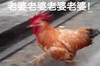 公鸡 搞笑 老婆 滑稽