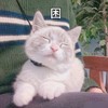 萌宠 喵星人 困 睡觉 搞怪 逗