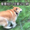 萌宠 汪星人 控制不住 疯了 搞怪 逗