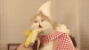 猫 馋 萌 香蕉