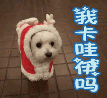 我卡哇伊吗 狗