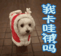 我卡哇伊吗 狗