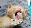 萌宠 猫星人 我瞌睡了 撒娇 呆萌 可爱