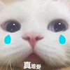 猫咪 流泪 呆萌 真难受