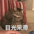 萌宠 猫咪 猫 喵星人 目光呆滞 蒙圈