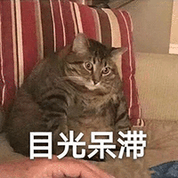 萌宠 猫咪 猫 喵星人 目光呆滞 蒙圈