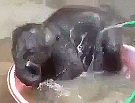 时间 洗澡 宝贝 大象 唷