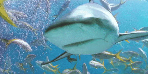 鲨鱼 动物 水下生物