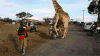 骑车 长颈鹿 摩托车 城市 炫酷 帅 giraffe