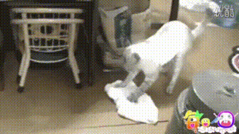 猫咪 擦地 脚上绑着抹布 苹果地垫