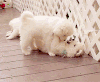 萌宠 狗狗 恩爱 撒狗粮