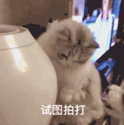 萌宠 喵星人 试图拍打 你走开点 呆萌 可爱