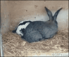 绣花针的大小缝纫机的速度  兔子  搞怪  尴尬