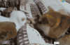 搞笑 动物 小狗 幼崽