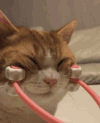 萌宠 猫咪 可爱 喵星人