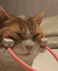 萌宠 猫咪 可爱 喵星人