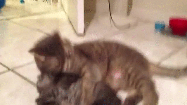 苏格兰折耳猫 母子 清洗 爱